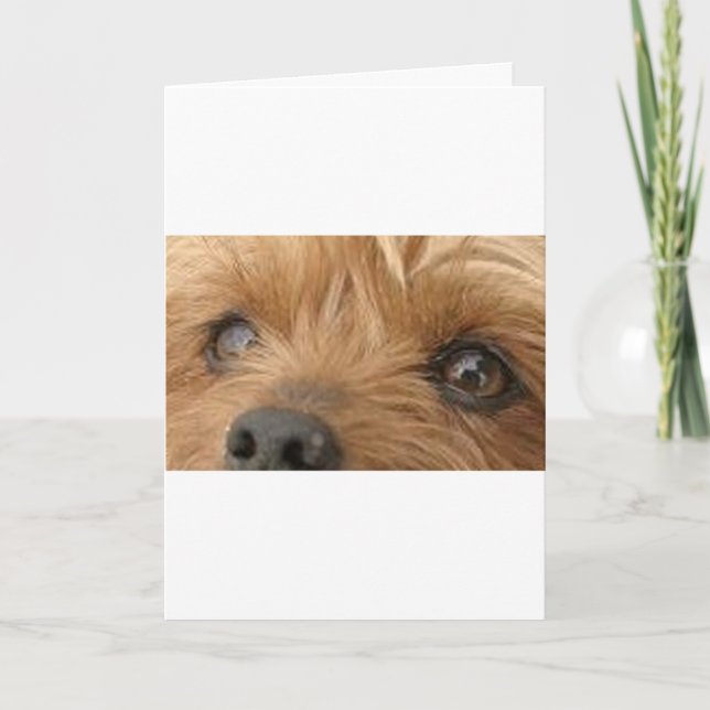 yorkie Augen Karte (Vorderseite)