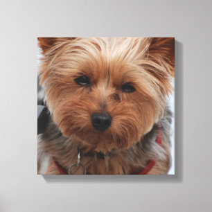 Yorkie Canvas Print Leinwanddruck