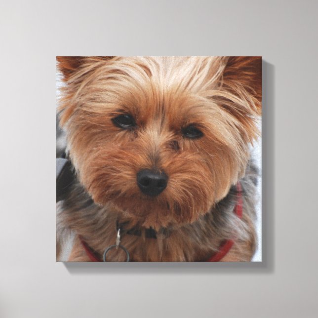 Yorkie Canvas Print Leinwanddruck (Vorderseite)