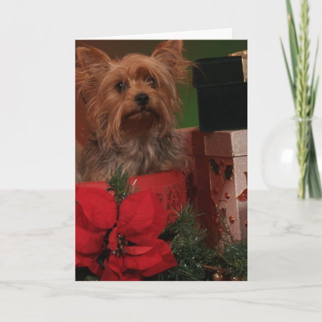Yorkie Christmas Cards Feiertagskarte (Vorderseite)