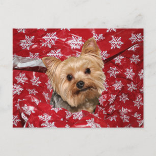 Yorkie Christmas Postkarte