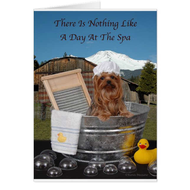 Yorkie Day am Wellness-Center (Vorne)