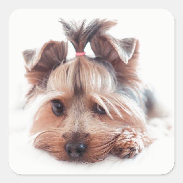 Yorkie Dog Square Stickers (Vorderseite)