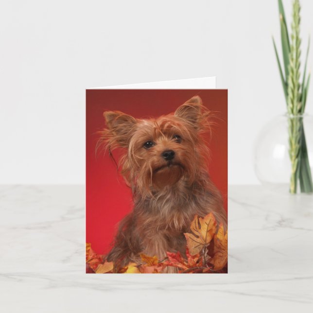 Yorkie Happy Thanksgiving Cards Feiertagskarte (Vorderseite)