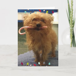 Yorkie-Hund-Candy-Cane-Weihnachtskarte Karte