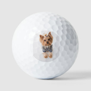 Yorkie-im Pullover Golfball