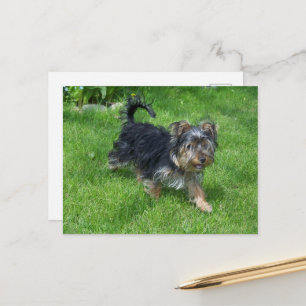 Yorkie in Bewegung Postkarte