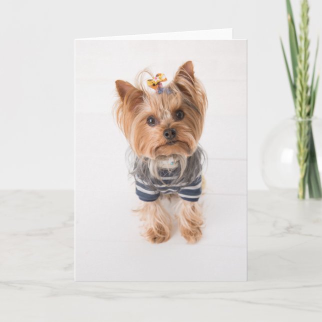 Yorkie-in-Pullover Karte (Vorderseite)