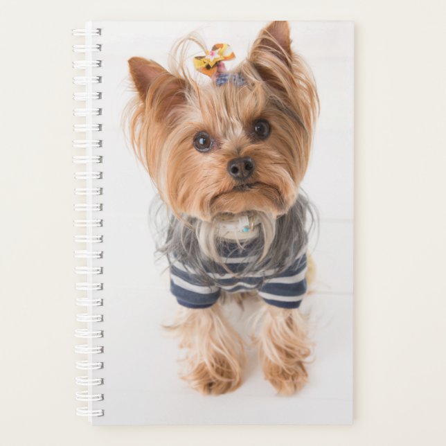 yorkie-in sweater planer (Vorderseite)