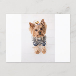 Yorkie in Sweater Postkarte