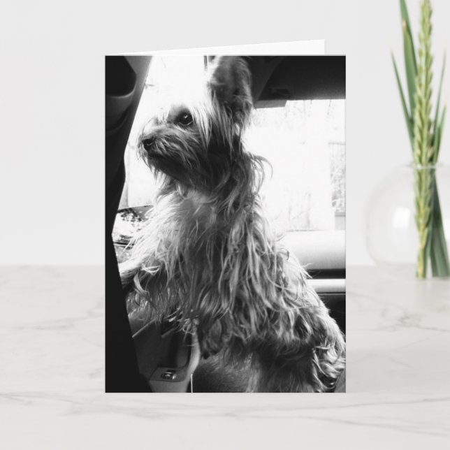 Yorkie Karte (Vorderseite)
