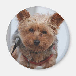 Yorkie Magnet