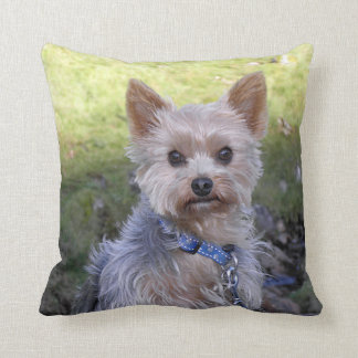 Yorkie mit blauem Kragen Kissen
