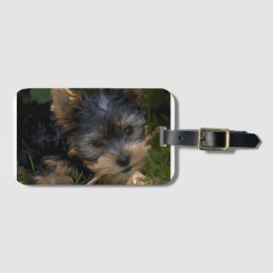 Yorkie mit Stock Gepäckanhänger