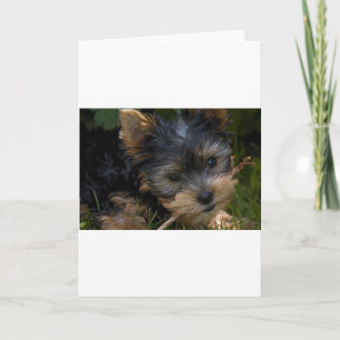 Yorkie mit Stock Karte