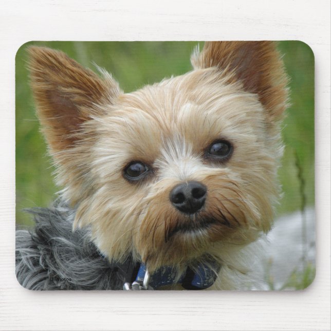 Yorkie Mousepad (Vorne)