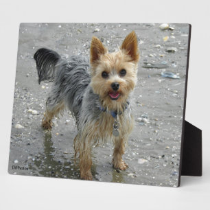Yorkie Plaque Fotoplatte