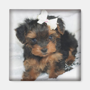 Yorkie-Poo quadratischer Magnet
