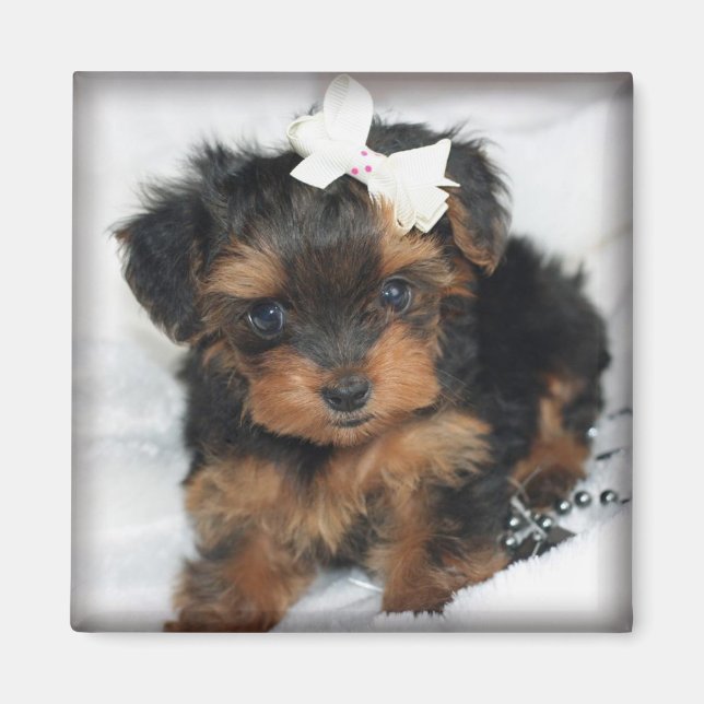 Yorkie-Poo Square Magnet (Vorne)