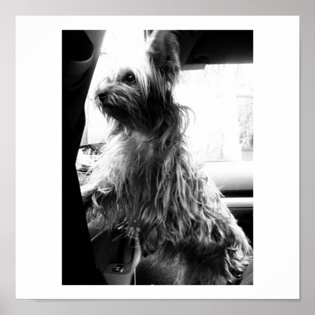 Yorkie Poster (Vorne)