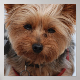 Yorkie Poster