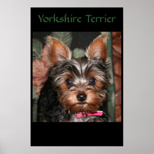 Yorkie Poster