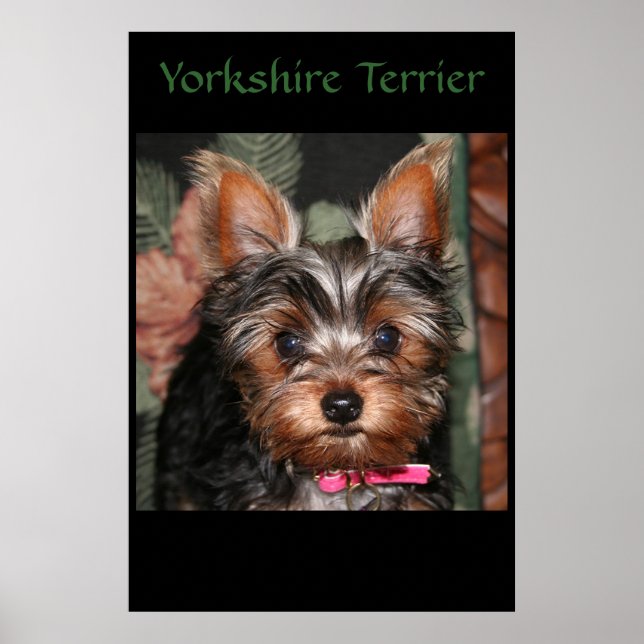 Yorkie Poster (Vorne)