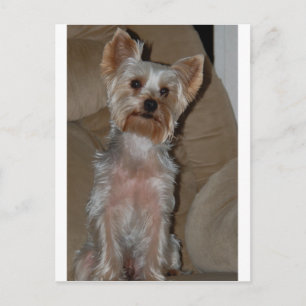 Yorkie Postkarte