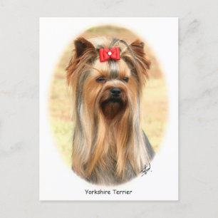 Yorkie Postkarte