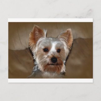 Yorkie Postkarte
