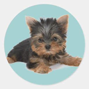 Yorkie Pup Runder Aufkleber