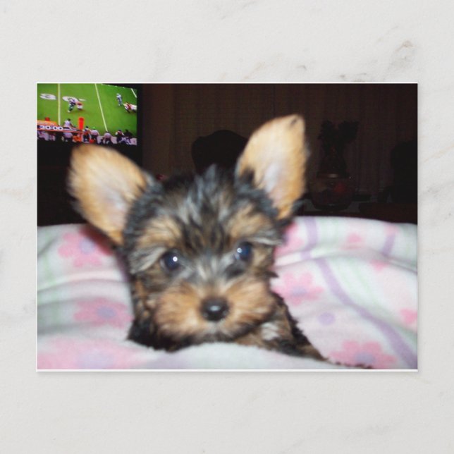 Yorkie Puppy Dog Lover Geschenke Postkarte (Vorderseite)