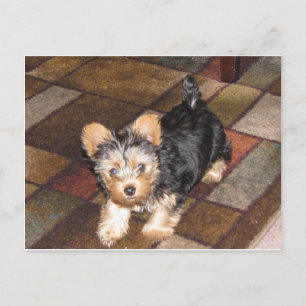 Yorkie Puppy Postkarte