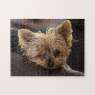 Yorkie Puppy Puzzle