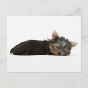 Yorkie Puppy Sleeping Postkarte