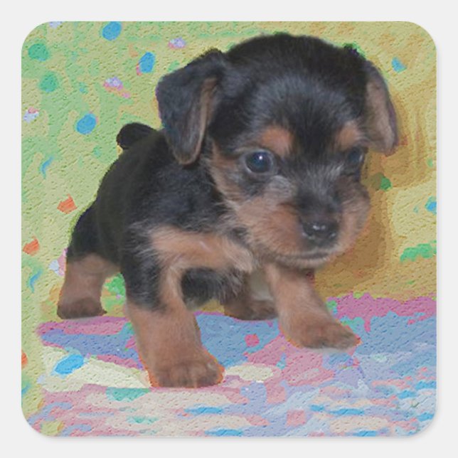 Yorkie Puppy Sticker (Vorderseite)