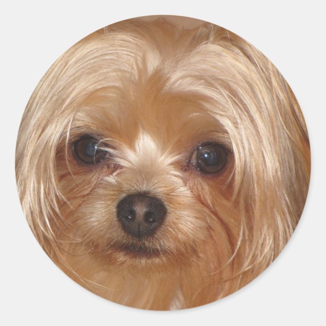 Yorkie Sticker (Vorderseite)