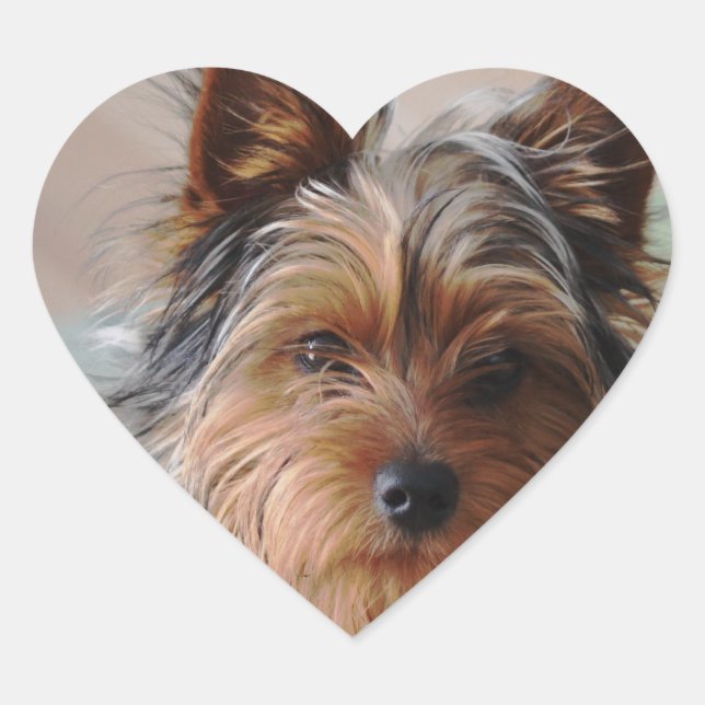 Yorkie Terrier Aufkleber (Vorderseite)