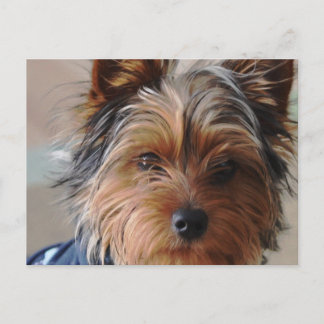Yorkie Terrier Postcard Postkarte
