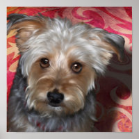 Yorkie Terrier Poster