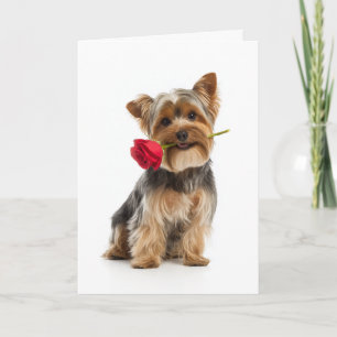 Yorkie Valentine – Kleiner Hund, große Liebe Karte