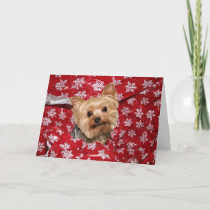 Yorkie Weihnachten