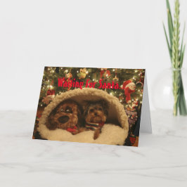 Yorkie Weihnachten