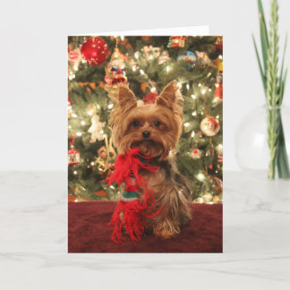 Yorkie Weihnachten 2