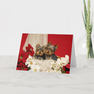 Yorkie Welpen mit Poinsettias Feiertagskarte