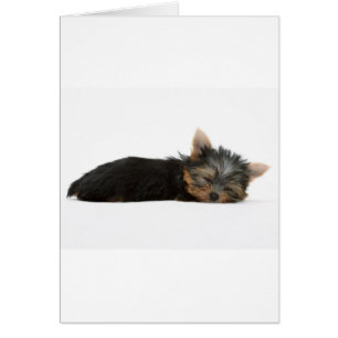 Yorkie Welpen-Schlafen