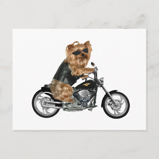 Yorkie Yorkshire Terrier Biker Postkarte (Vorderseite)