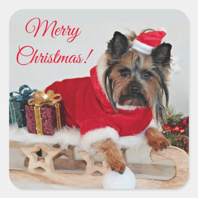 Yorkie Yorkshire Terrier Dog - Weihnachts-Weihnach Quadratischer Aufkleber (Vorderseite)
