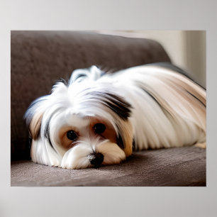 Yorkie, Yorkshire Terrier, Ennui, Poster