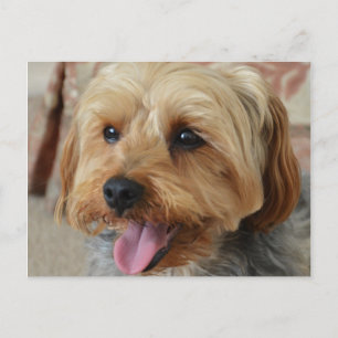 Yorkie Zac Postkarte